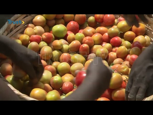INSIDE SOKOTO: AGRICULTURE