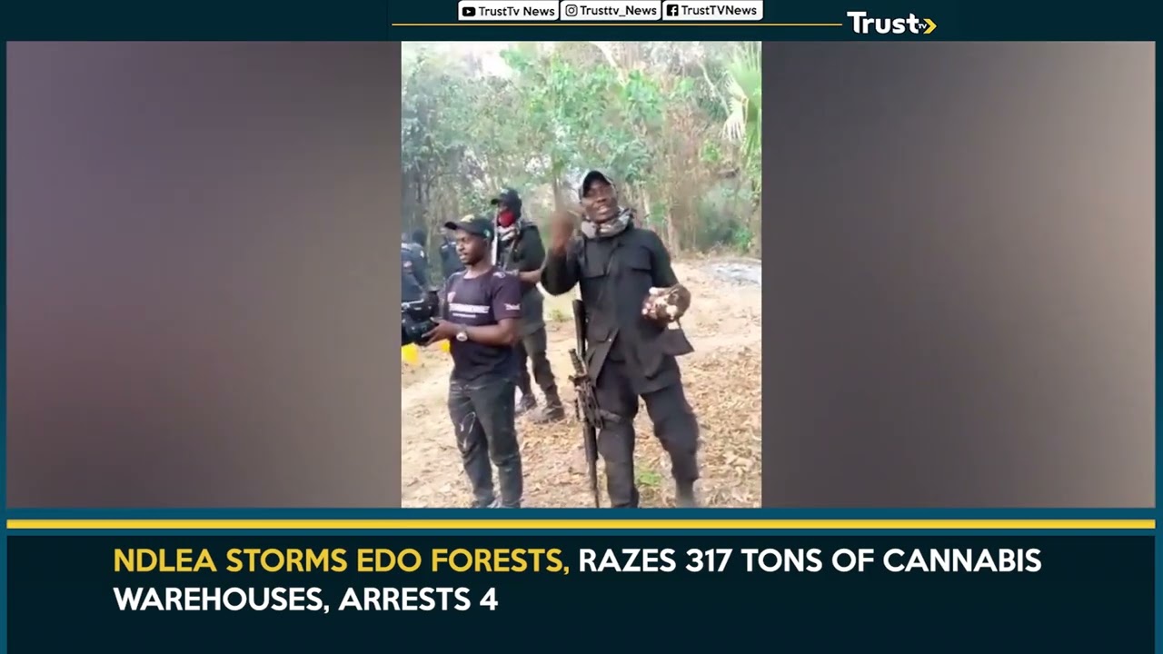 NDLEA Storms Edo Forests, Razes 317 Tons Of Cannabis Warehouses, Arrests 4
