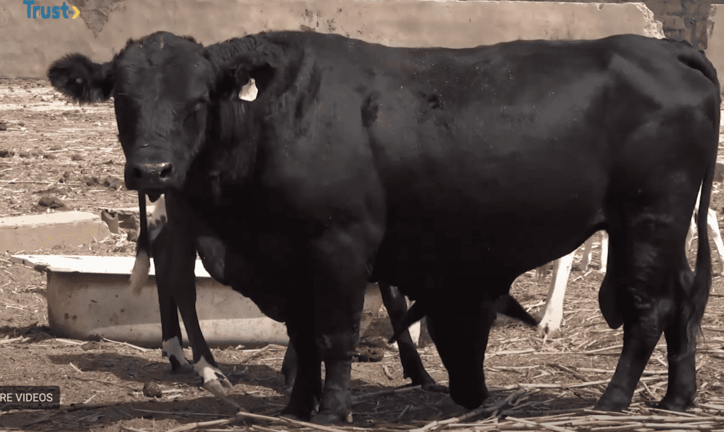 X-Raying Sokoto Cattle Breeding Project