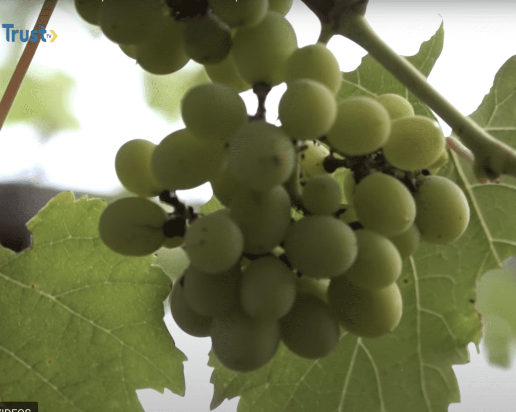 SIFAWA GOOD SOILS, GRAPES, AND HISTORY