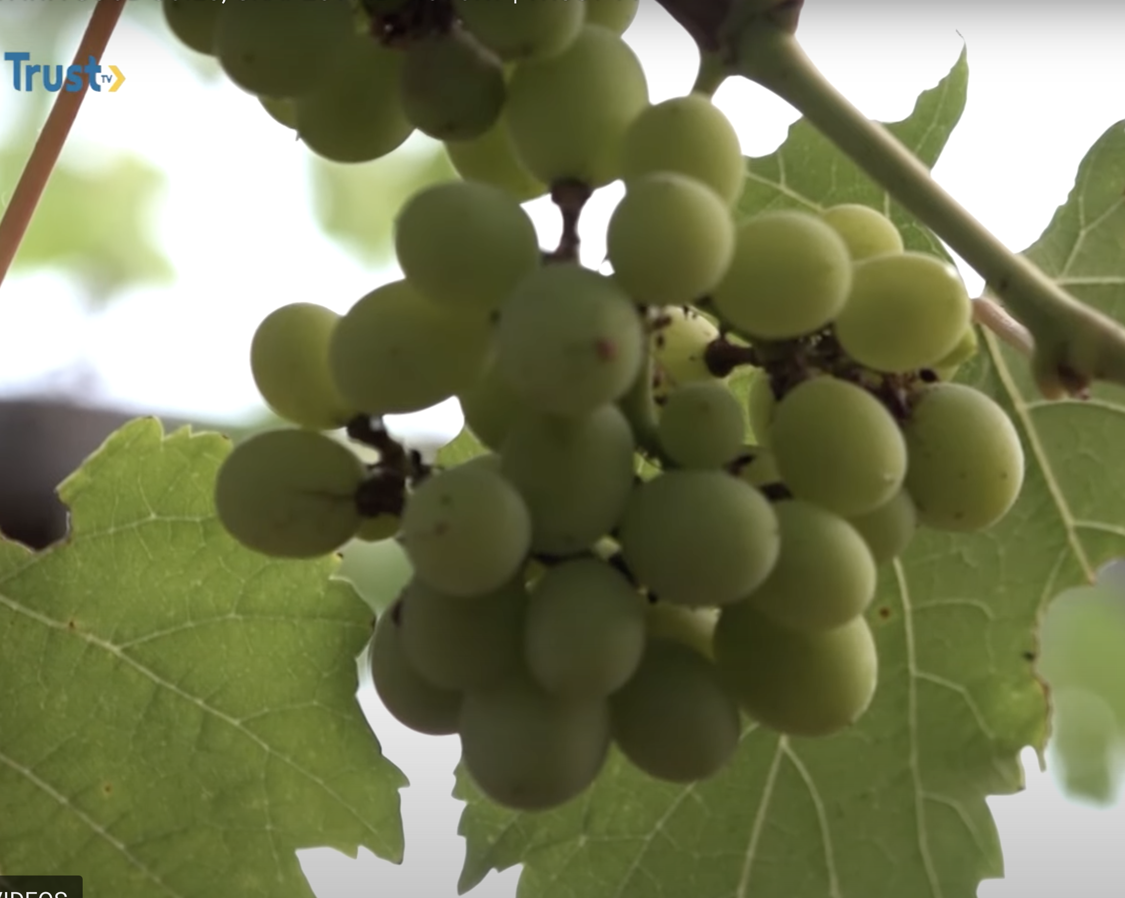 SIFAWA GOOD SOILS, GRAPES, AND HISTORY