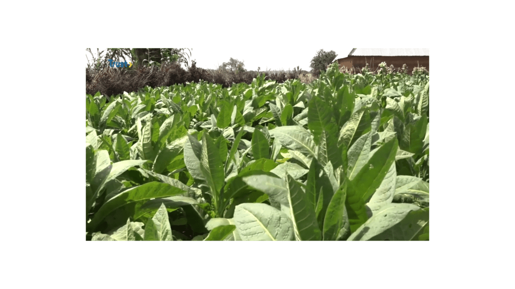 INSIDE SOKOTO: TOBACCO FARMING