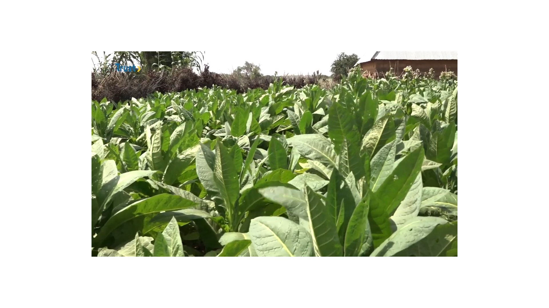 INSIDE SOKOTO: TOBACCO FARMING