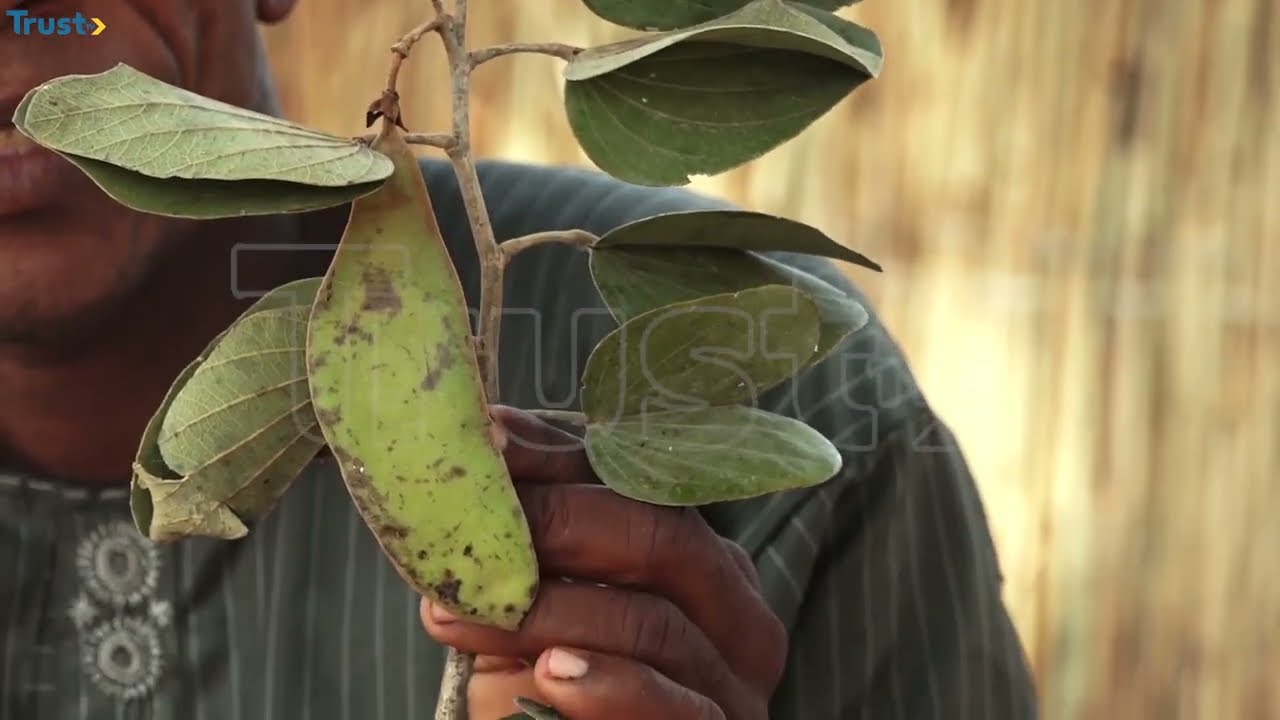 This leaf “Berkeje” brings peace and harmony to a Fulani home, do you know how it works?