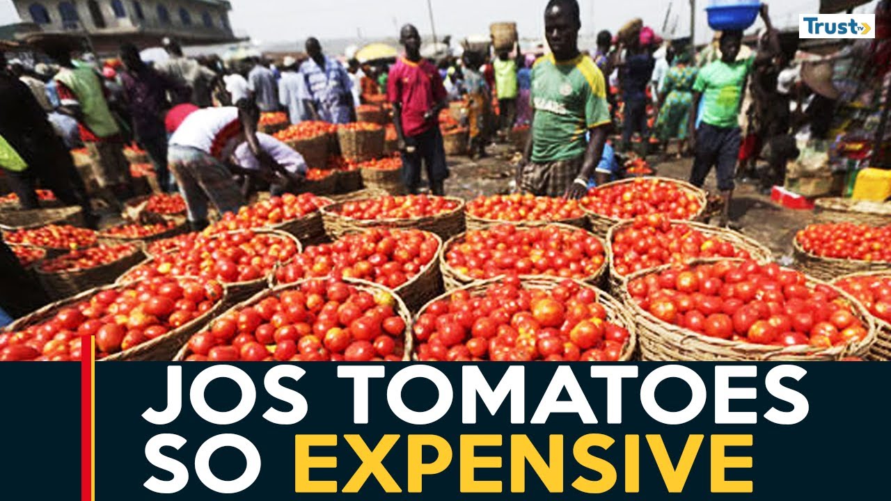 The price of tomato and pepper spiked amidst scarcity in the Jos market