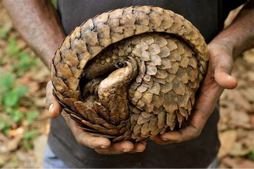 Customs Seize Pangolin Scales Worth ₦3.9 Billion.