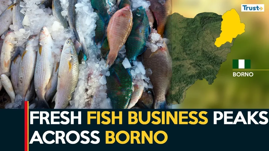 Fresh fish business peaks as the security situation improves across Borno