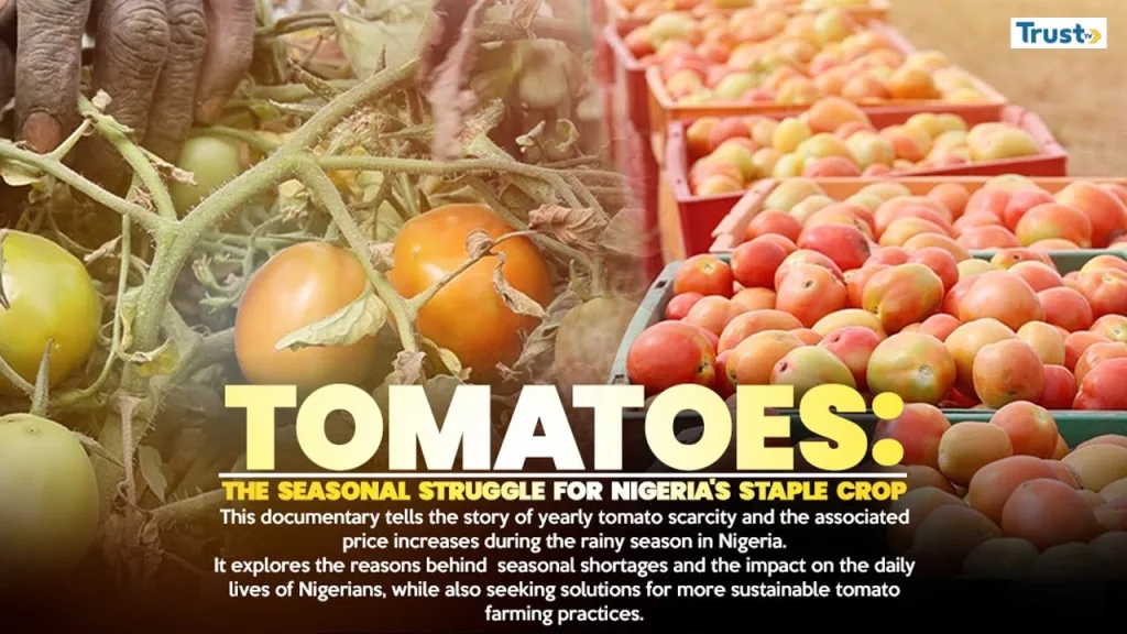 Tomatoes: The seasonal struggle for Nigeria’s staple crop | documentary promo