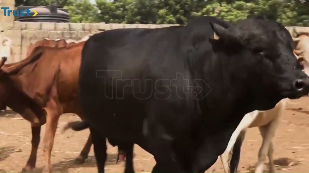Senate passes bill to control and regulate cattle rearing business + more stories