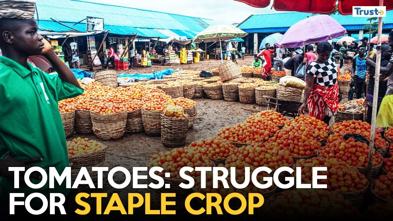 Tomatoes: The seasonal struggle for Nigeria’s staple crop