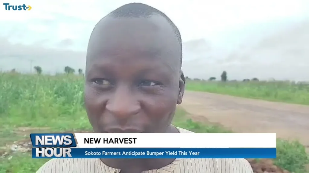 New Harvest: Sokoto farmers anticipate bumper yield this year