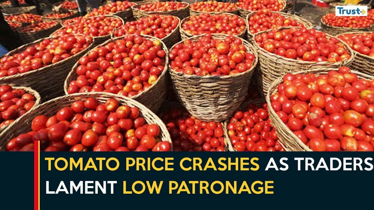 Tomato price crashes as traders lament low patronage