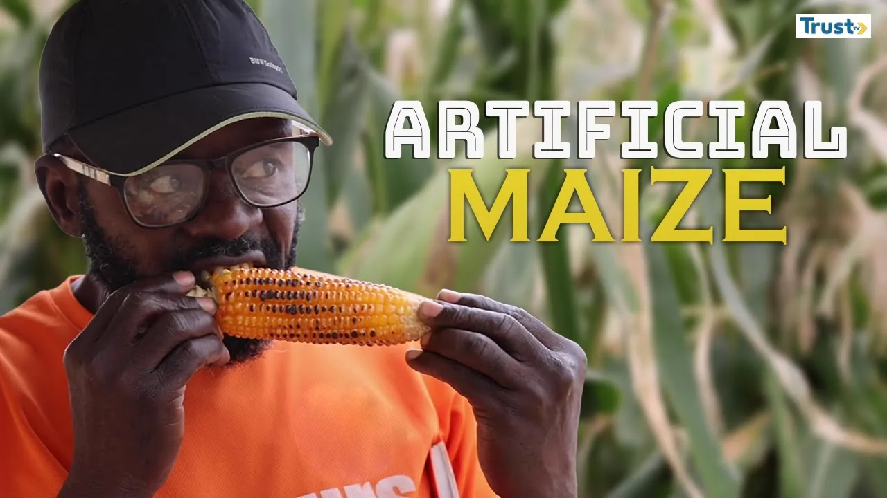 Artificial Maize: Nigeria’s race for Genetically Modified Food