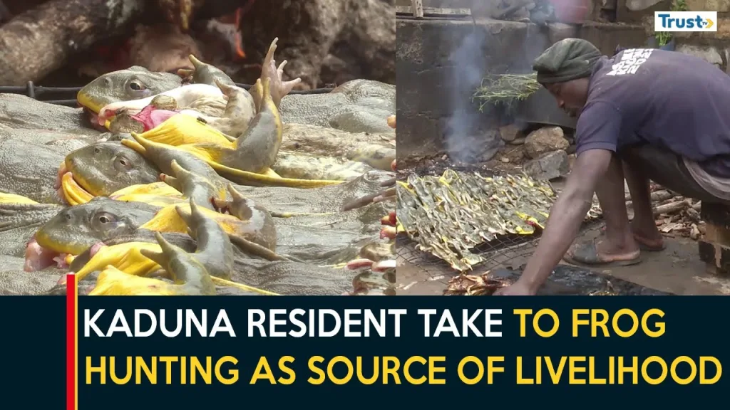 Kaduna resident takes frog hunting as source of livelihood
