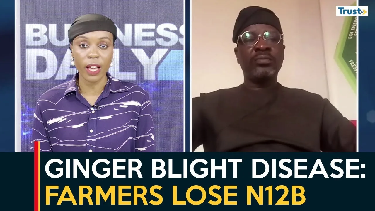 Ginger Blight Disease: Farmers lose N12 billion in one year 