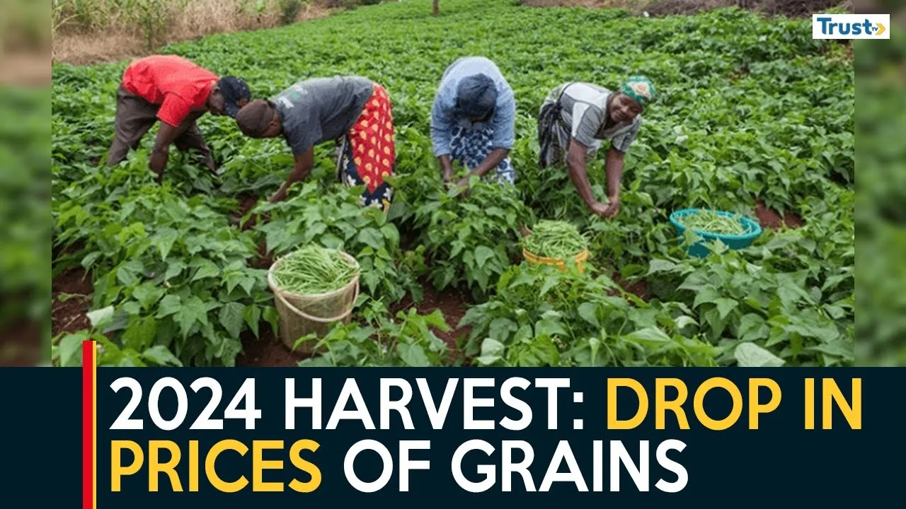 2024 Harvest: Stakeholders welcome drop in prices of grains as middlemen deny hiking prices