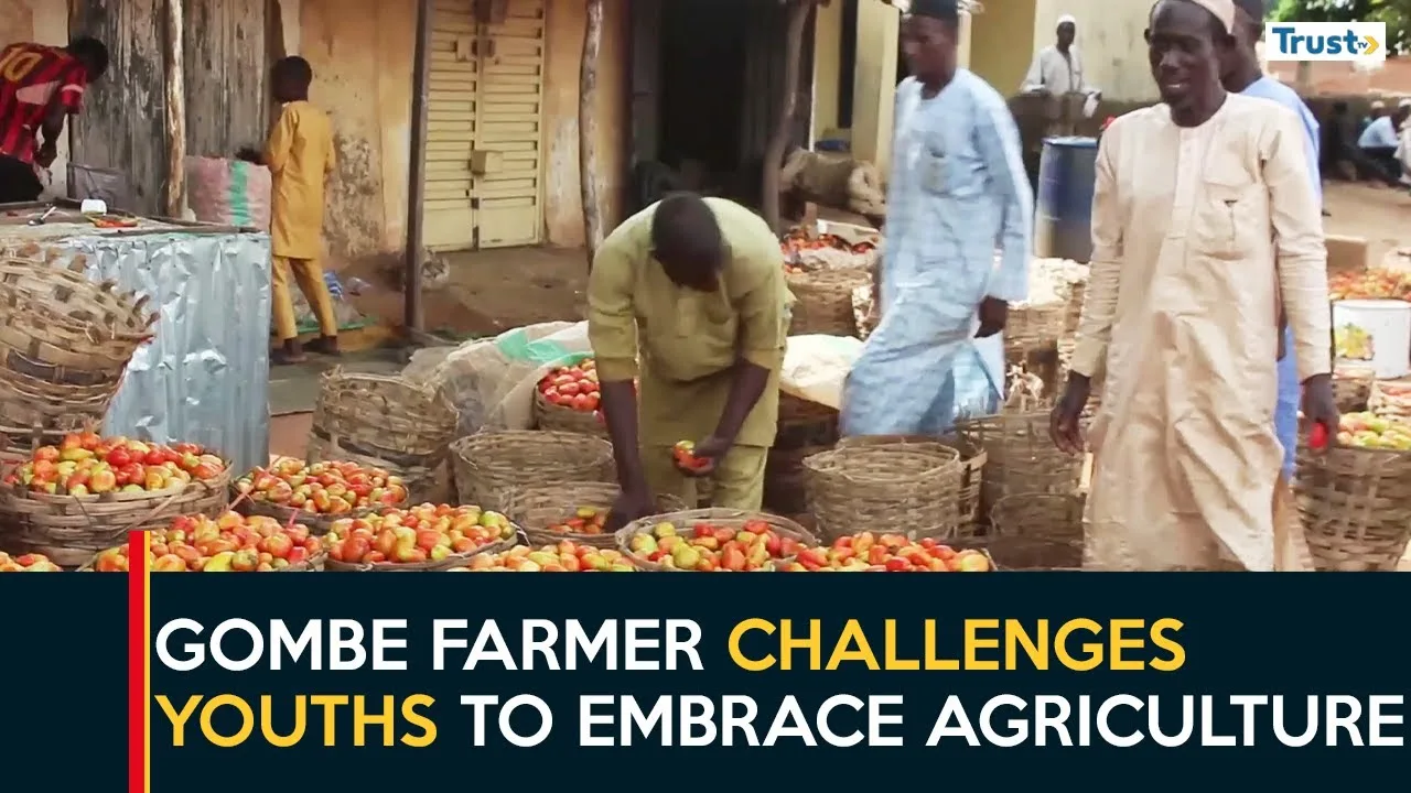 Gombe farmer challenges youths and others to venture into agriculture