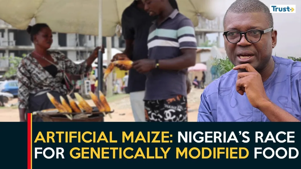 Artificial Maize: Nigeria’s race for genetically modified food