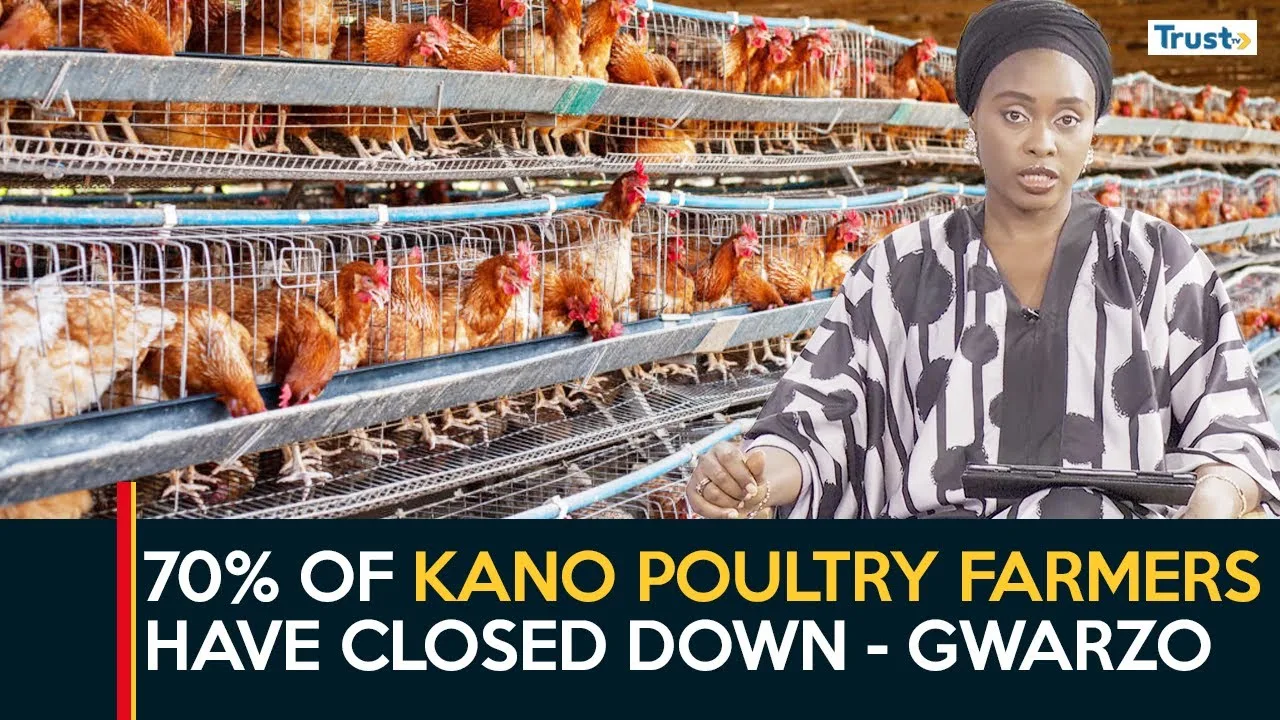 State of Nigeria’s Economy: Egg prices expected to go above 10,000 a crate amid economic downturn