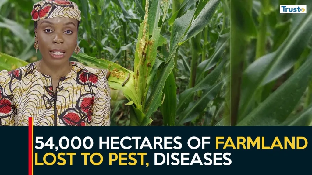 Appraising Nigeria’s 2024 wet season farming report