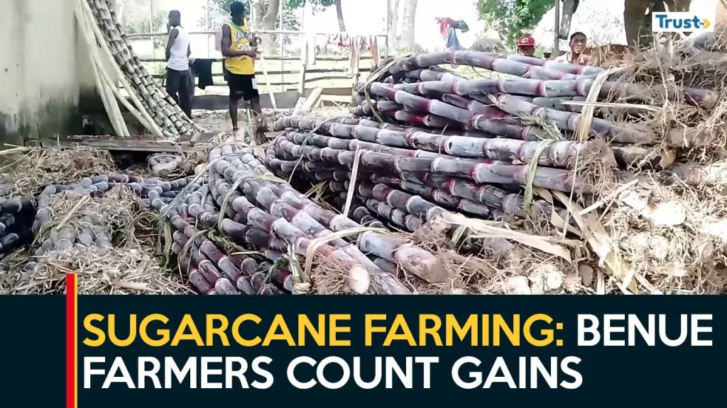 Sugarcane Farming: Riverside farmers and residents in Benue count gains from natural resource