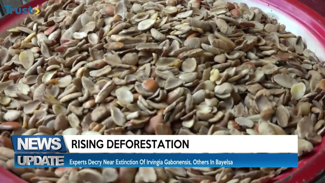 Rising Deforestation: Experts decry near extinction of irvingia gabonensis, others in Bayelsa