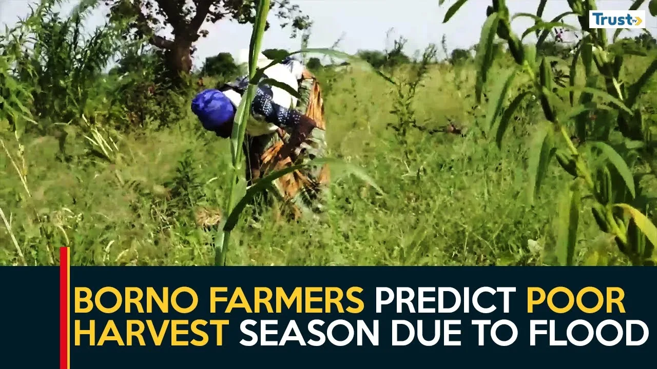 Food Insecurity: Borno farmers predict poor harvest season due to flood