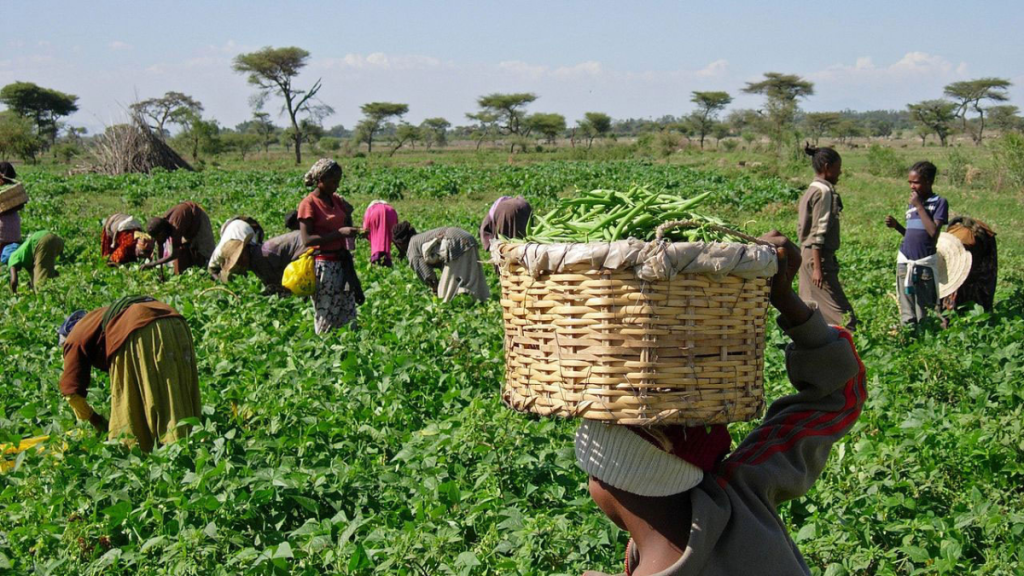 FG Launches Five-Year Plan to Strengthen Agriculture