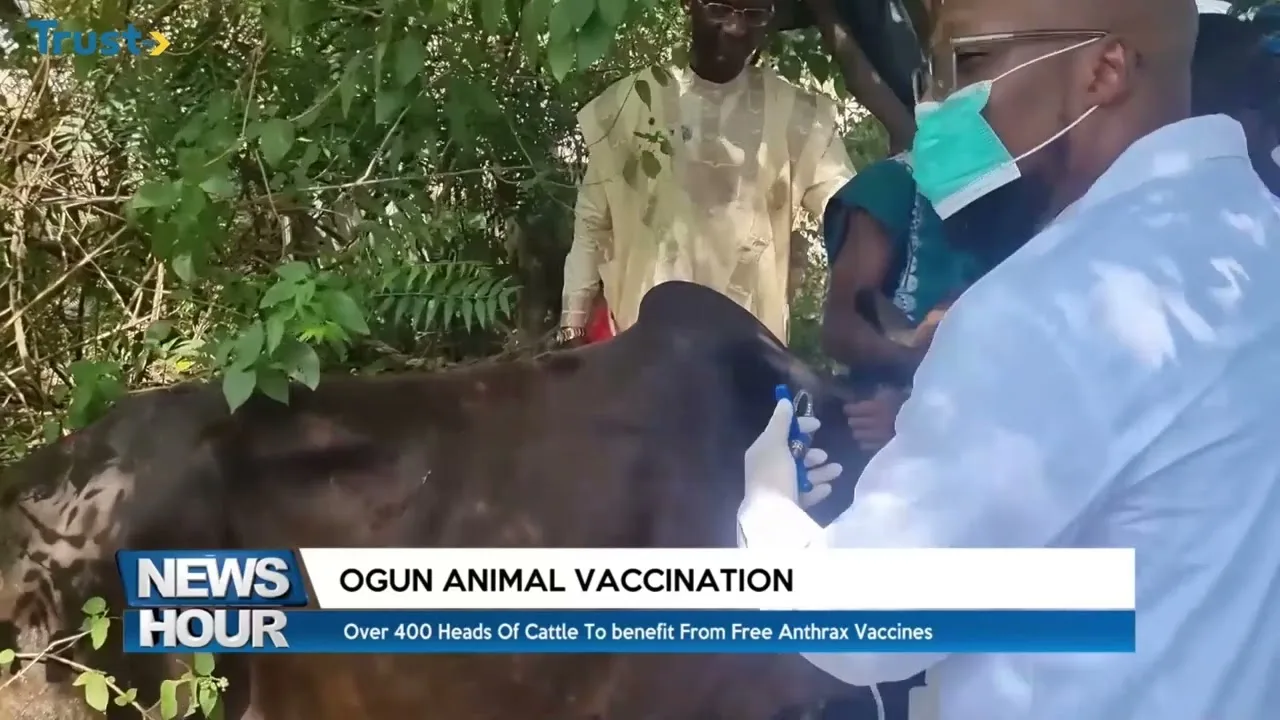 Ogun Animal Vaccination: Over 400 heads of cattle to benefit from free Anthrax vaccines
