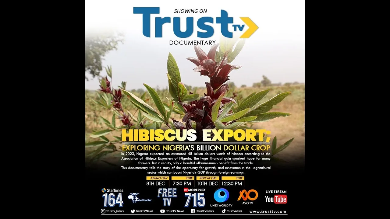 Hibiscus Export: Exploring Nigeria’s billion dollar crop