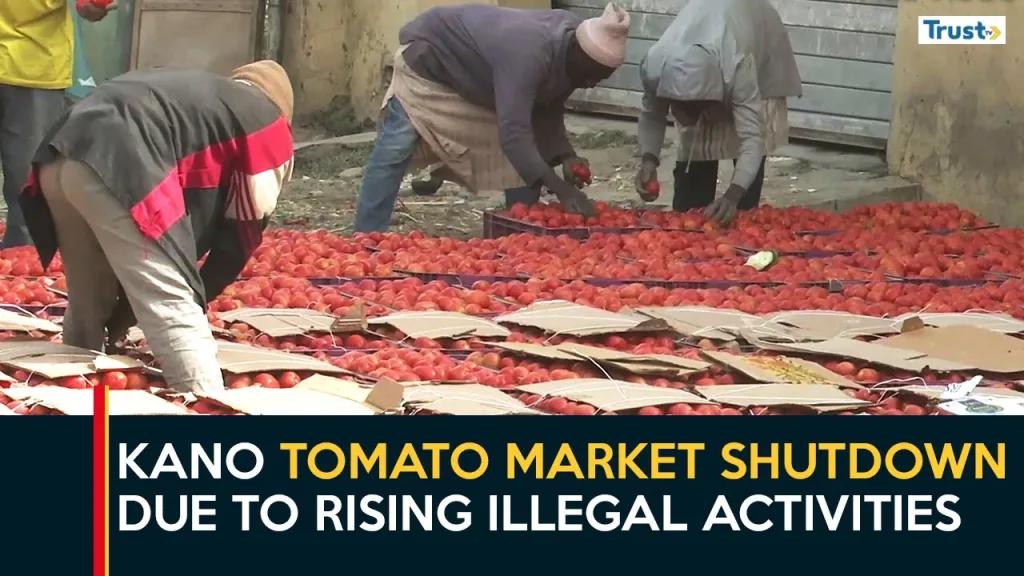 Tomato Production: Kano market shutdown due to rising illegal activities
