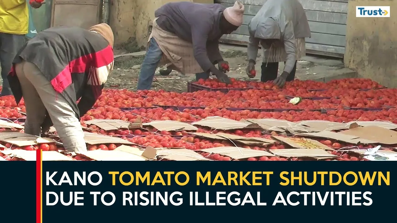 Tomato Production: Kano market shutdown due to rising illegal activities