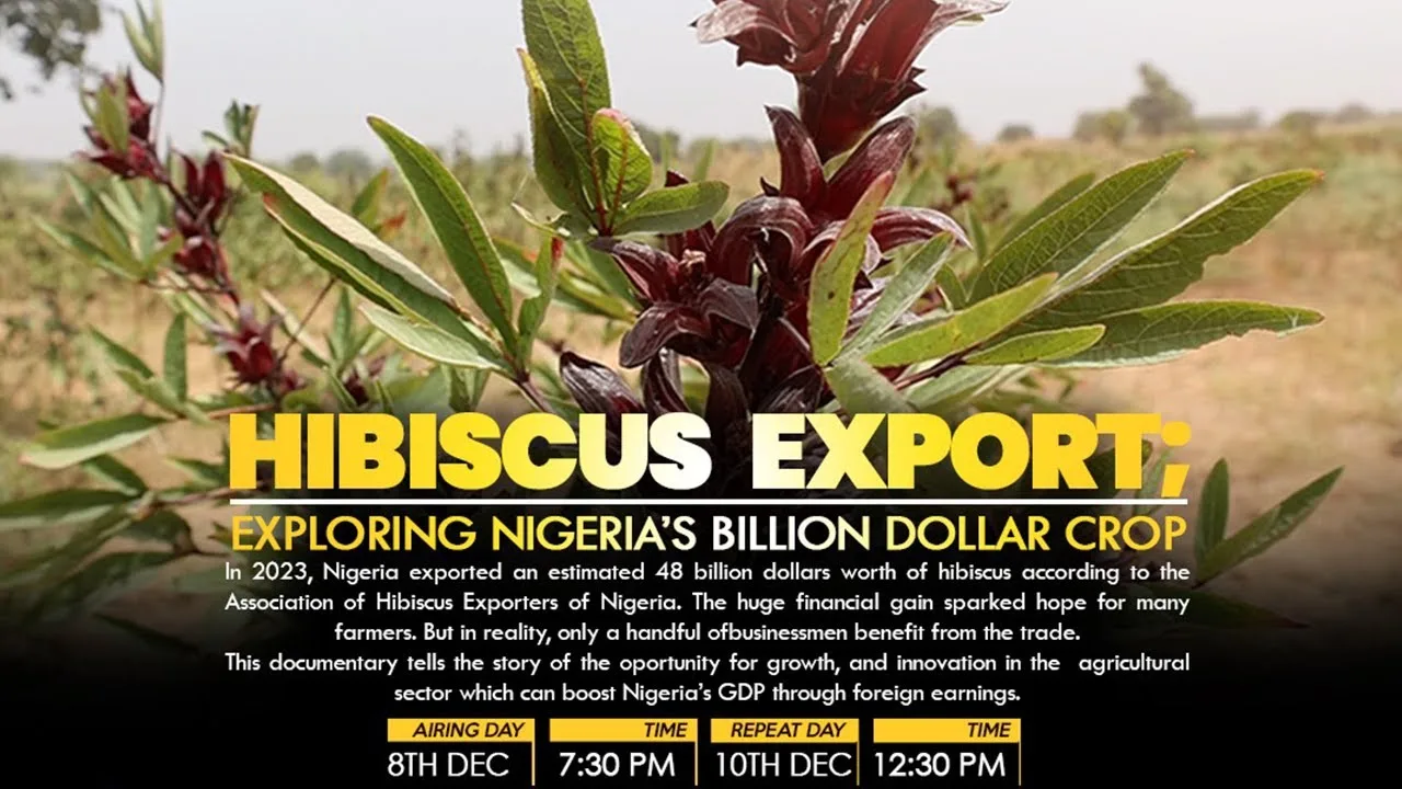 Hibiscus Export: Exploring Nigeria’s billion dollar crop