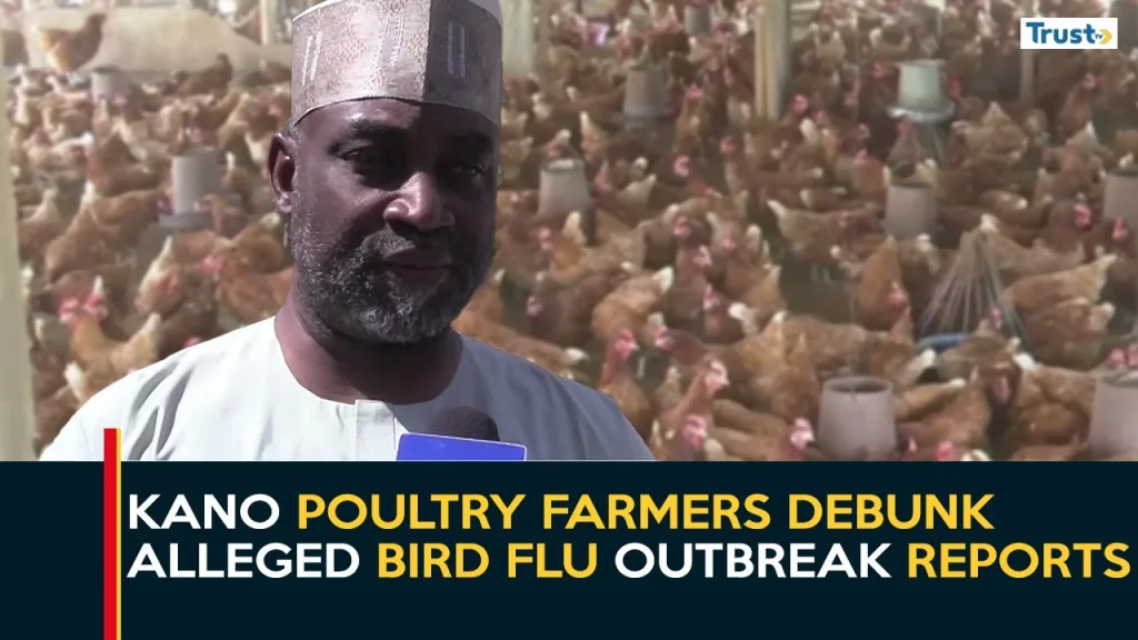 Alleged Bird Flu Outbreak: Kano poultry farmers debunk reports, say incident an isolated case