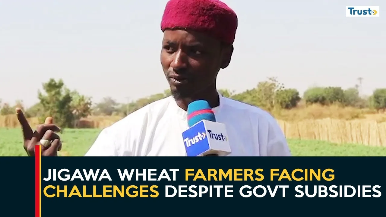 Wheat Farming: Jigawa farmers facing challenges despite government subsidies