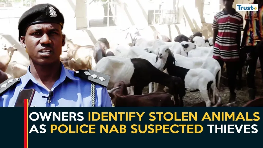 Gombe Livestock Theft: Owners identify stolen animals as police nab suspected thieves