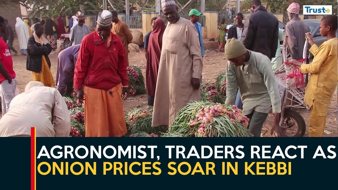 Agronomist, traders react as onion prices soar in Kebbi