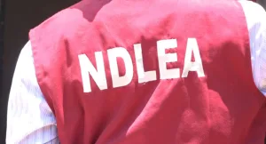 NDLEA busts drug shipment, seizes 1,633kg skunk in Ondo