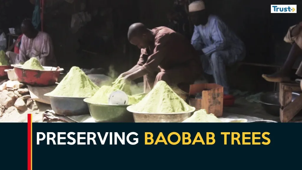 Preserving Baobab Trees: Gombe residents urge sustainable urban planning, tree planting initiatives