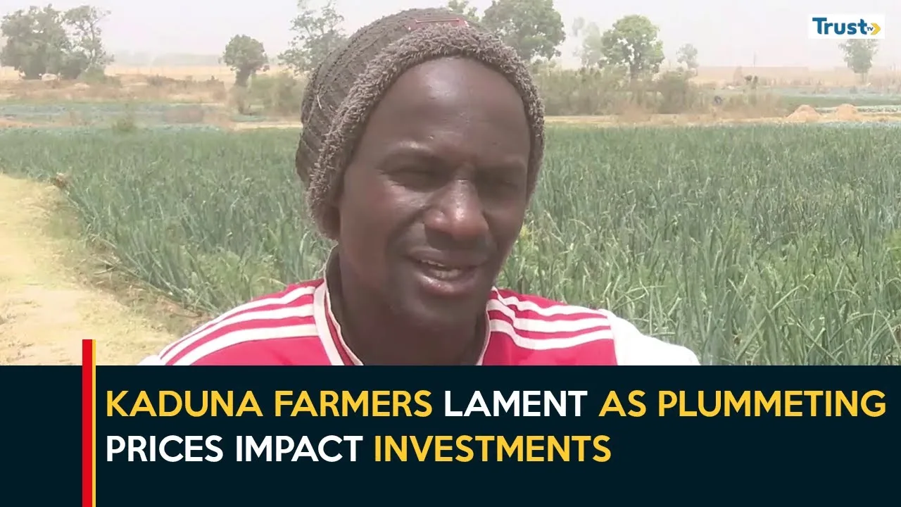 Vegetables Price Drop: Kaduna farmers lament as plummeting prices impact investments
