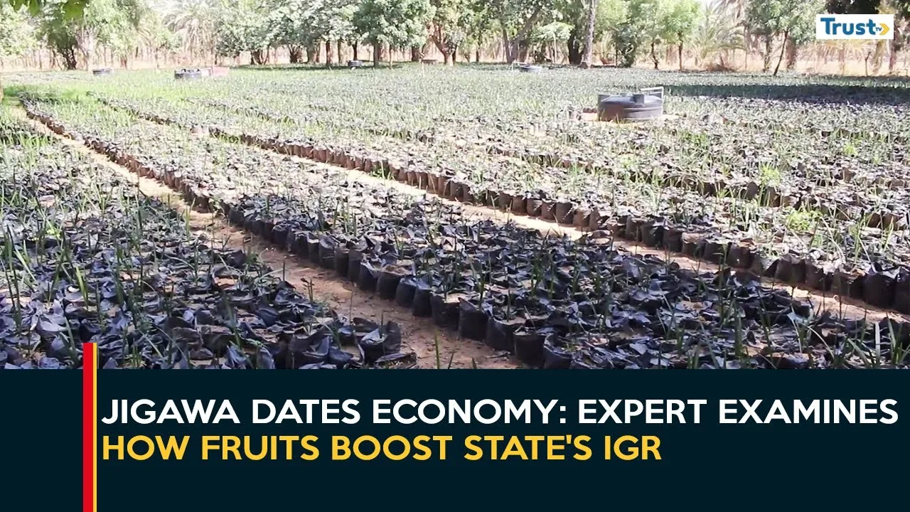 Jigawa Dates Economy: Expert examine how fruits boost state’s IGR, socio-economic life