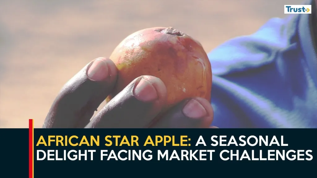 African Star Apple: A seasonal delight facing market challenges