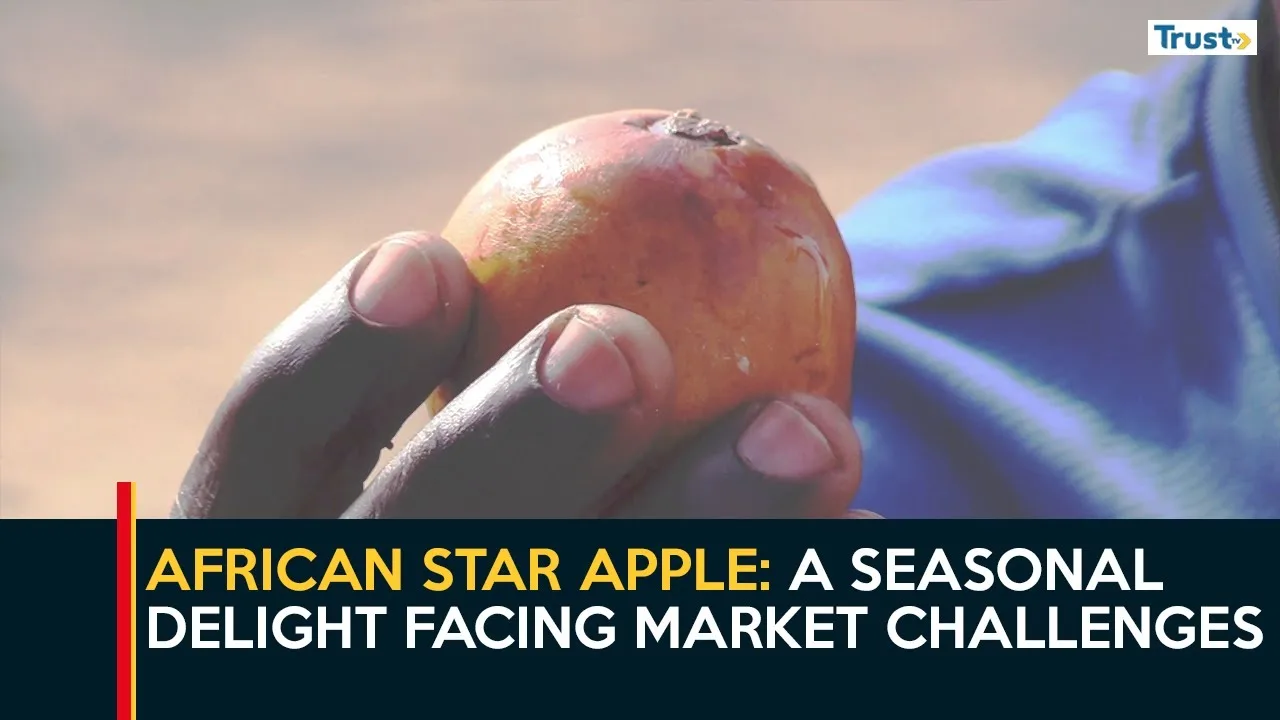 African Star Apple: A seasonal delight facing market challenges