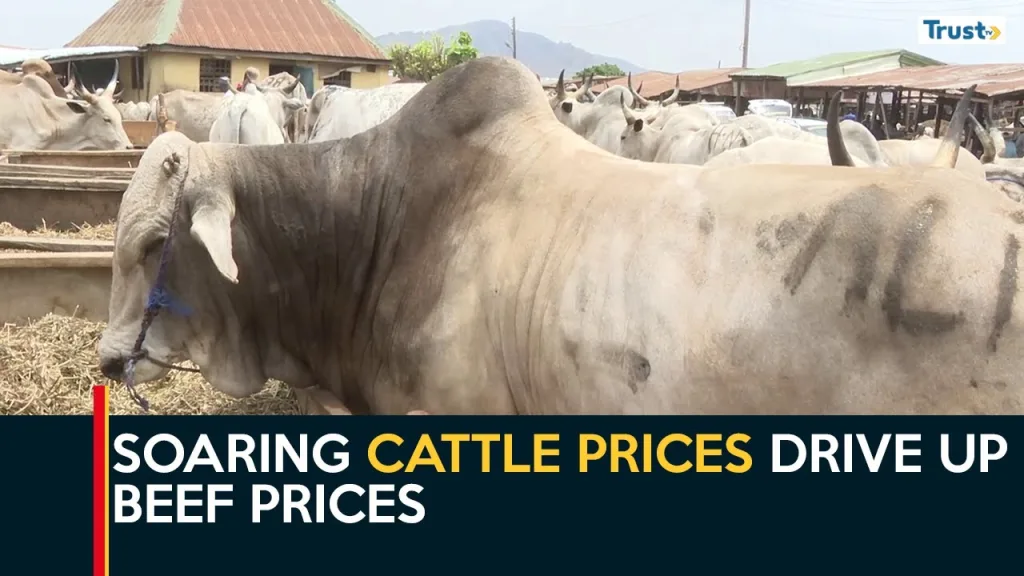 Soaring cattle prices drive up beef prices