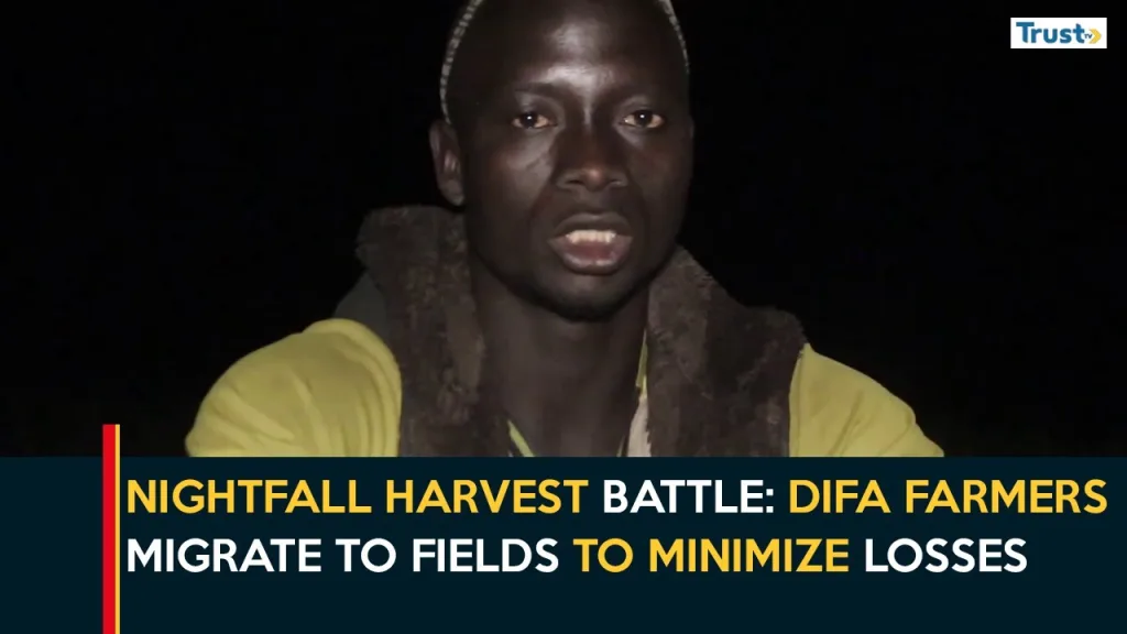Nightfall Harvest Battle: Difa farmers migrate to fields to minimize losses