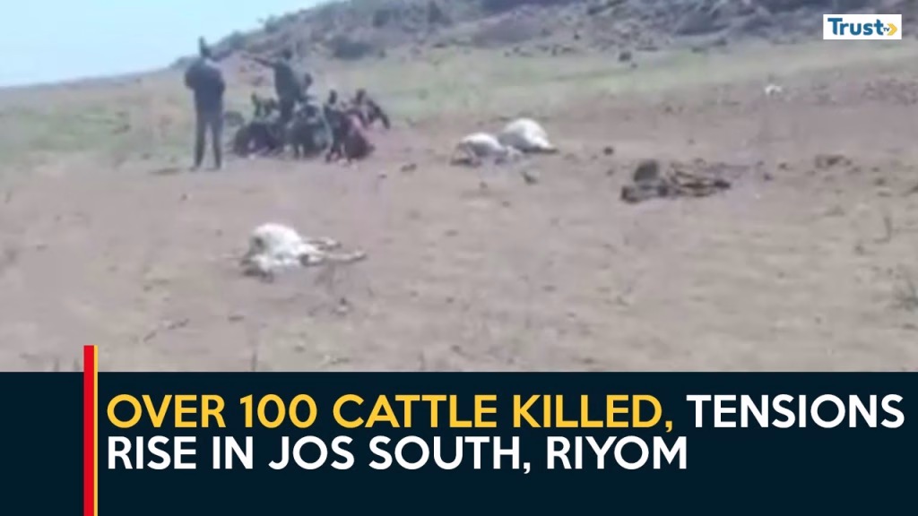 Plateau Bloodbath: Over 100 cattle killed, tensions rise in Jos South, Riyom