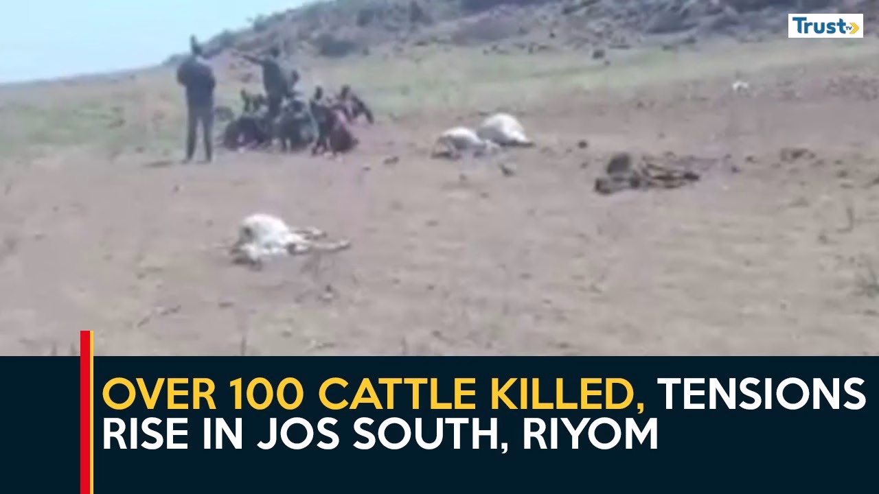 Plateau Bloodbath: Over 100 cattle killed, tensions rise in Jos South, Riyom