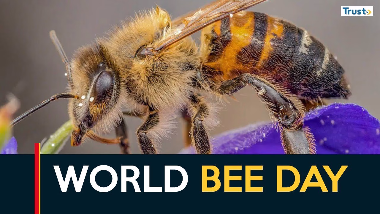 World Bee Day: Spotlight on Nigeria’s declining pollinators and untapped apiculture