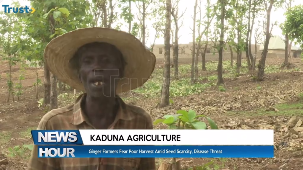 Kaduna Agriculture: Ginger farmers fear poor harvest amid seed scarcity, disease threat