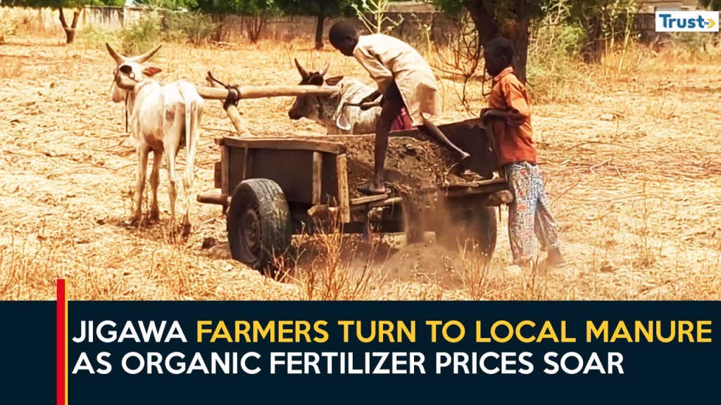 Jigawa farmers turn to local manure as organic fertilizer prices soar